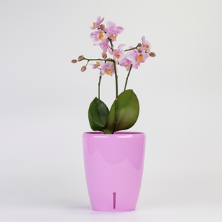 Орхидея твин